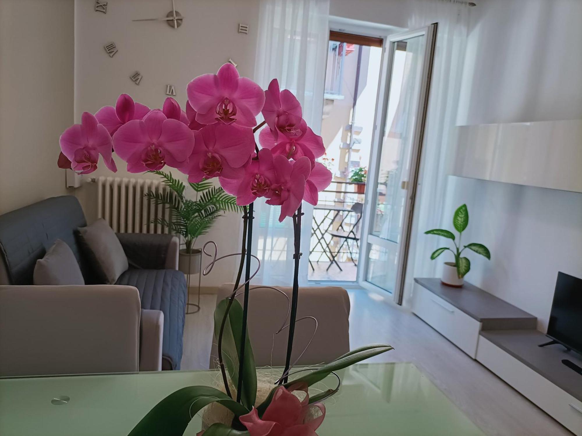 Apartment Jessy Baveno Exterior photo